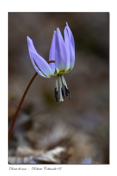 Erythronium dens-canis / Dente di cane